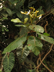 Ladenbergia macrocarpa