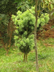 Podocarpus oleifolius