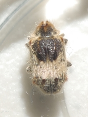 Trichodesma gibbosa