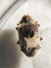 Trichodesma gibbosa