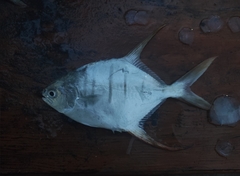 Trachinotus rhodopus