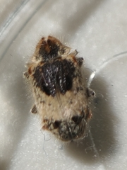 Trichodesma gibbosa