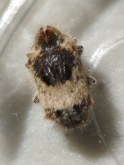 Trichodesma gibbosa
