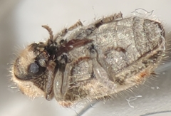 Trichodesma gibbosa