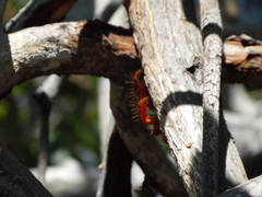 Goniopsis pulchra