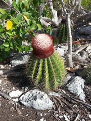 Melocactus intortus