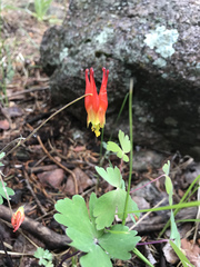 Aquilegia elegantula