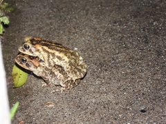Incilius porteri