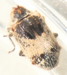 Trichodesma gibbosa