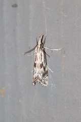 Catoptria oregonicus