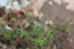 Eryngium heterophyllum