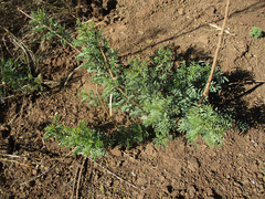 Indigofera cryptantha image