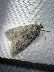 Semioscopis