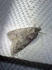 Semioscopis