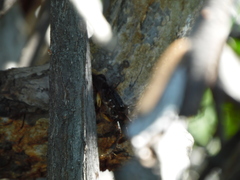 Goniopsis pulchra