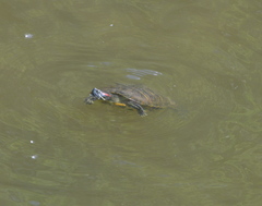 Trachemys scripta