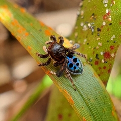 Maratus nigromaculatus