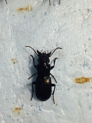 Pterostichus rostratus