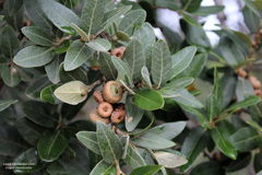 Quercus polymorpha