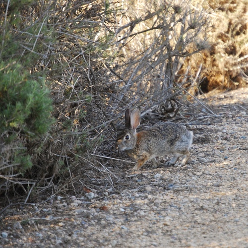 iNaturalist observation photo of Desert Cottontail