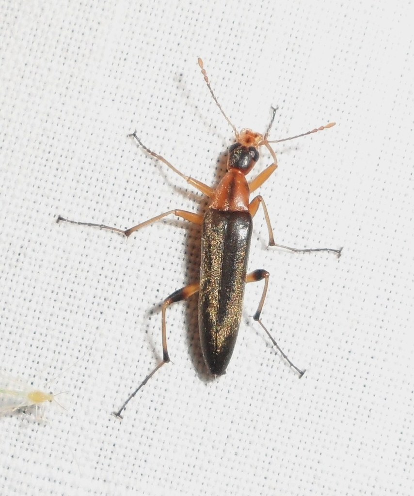 Cephaloinae