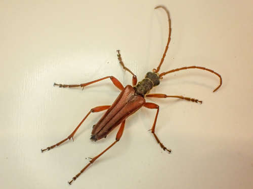 Stenocorus nubifer