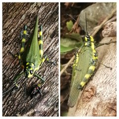 Chromacris psittacus