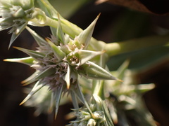 Eryngium armatum