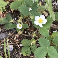 Fragaria cascadensis