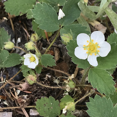 Fragaria cascadensis