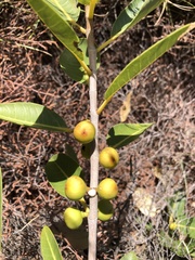 Ficus brachypoda