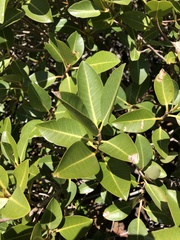 Ficus brachypoda