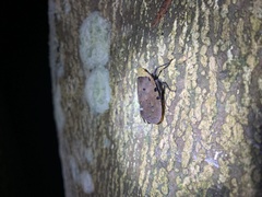 Penthicodes atomaria
