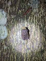 Penthicodes atomaria