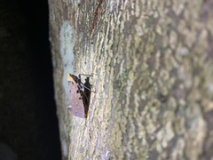 Penthicodes atomaria