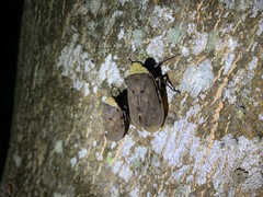 Penthicodes atomaria
