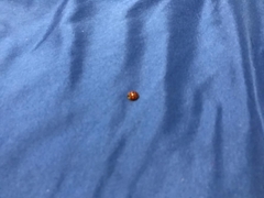 Harmonia axyridis