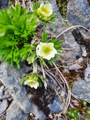 Anemonastrum villosissimum