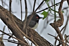 Platysteira peltata peltata