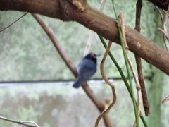 Platysteira peltata peltata