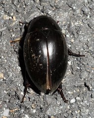 Hydrophilus ovatus