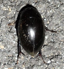 Hydrophilus ovatus