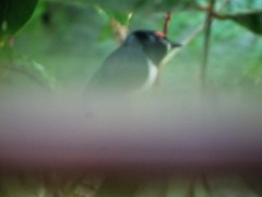 Platysteira peltata peltata