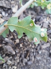 Atrusca trimaculosa