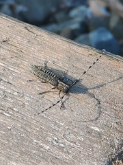 Agapanthia daurica