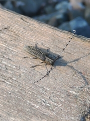 Agapanthia daurica