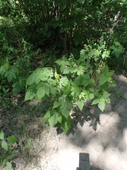 Rubus idaeus strigosus