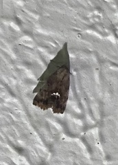Hypsoropha hormos