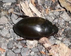 Hydrophilus ovatus