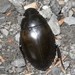 Hydrophilus ovatus - Photo (c) Andrew Block, some rights reserved (CC BY-NC), uploaded by Andrew Block